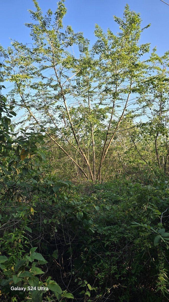 9 de 11: Arboles de diferentes tamaños y especies
