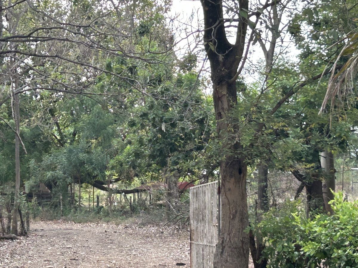 5 de 26: Cruce del Ganado