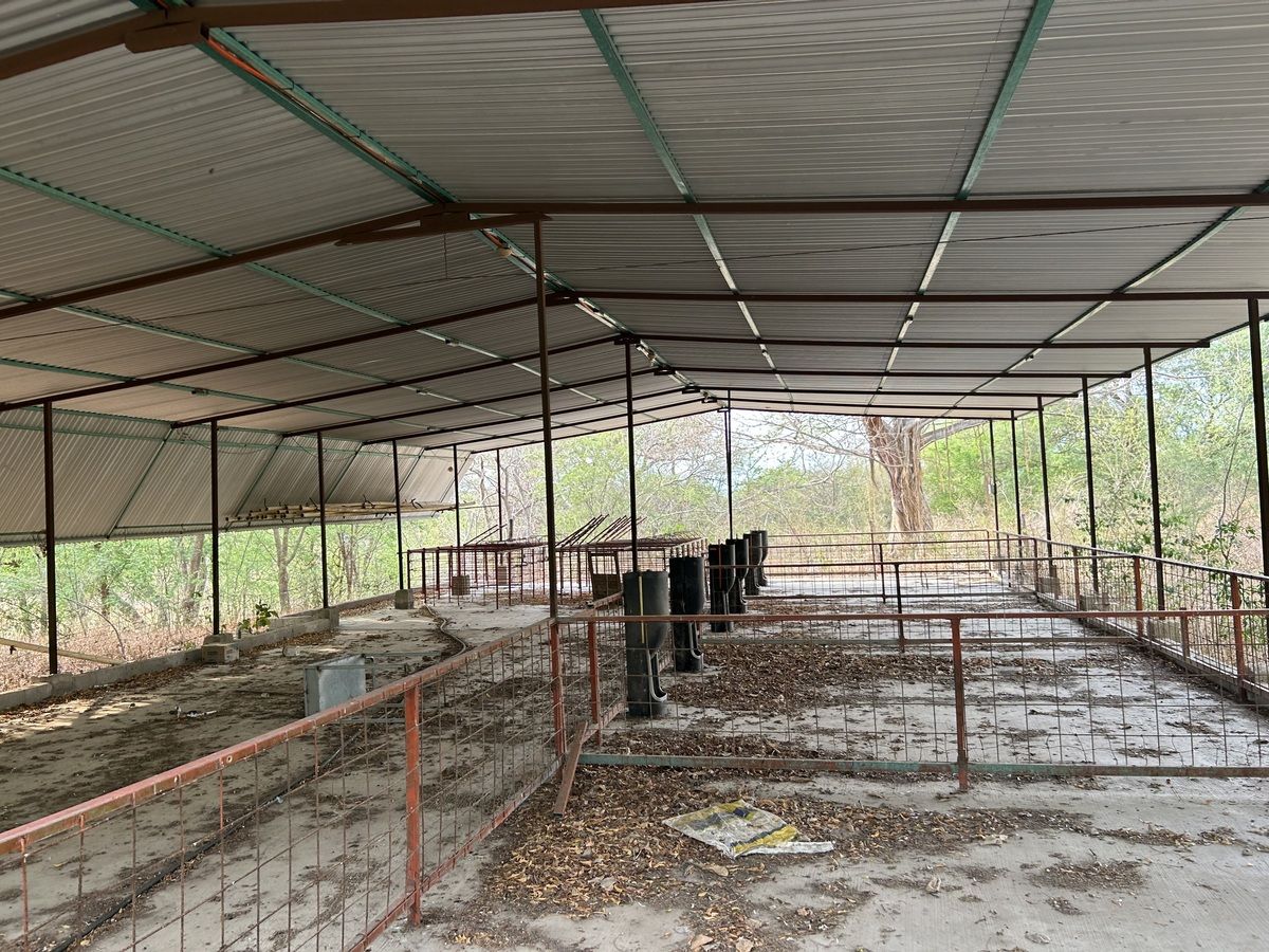 11 de 26: Instalaciones para cría y engorda de cerdos