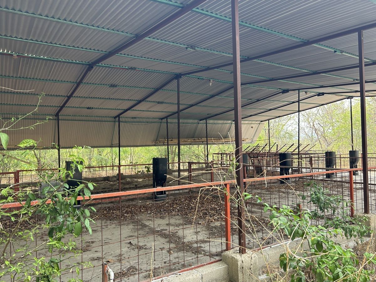 12 de 26: Instalaciones para engorda de cerditos