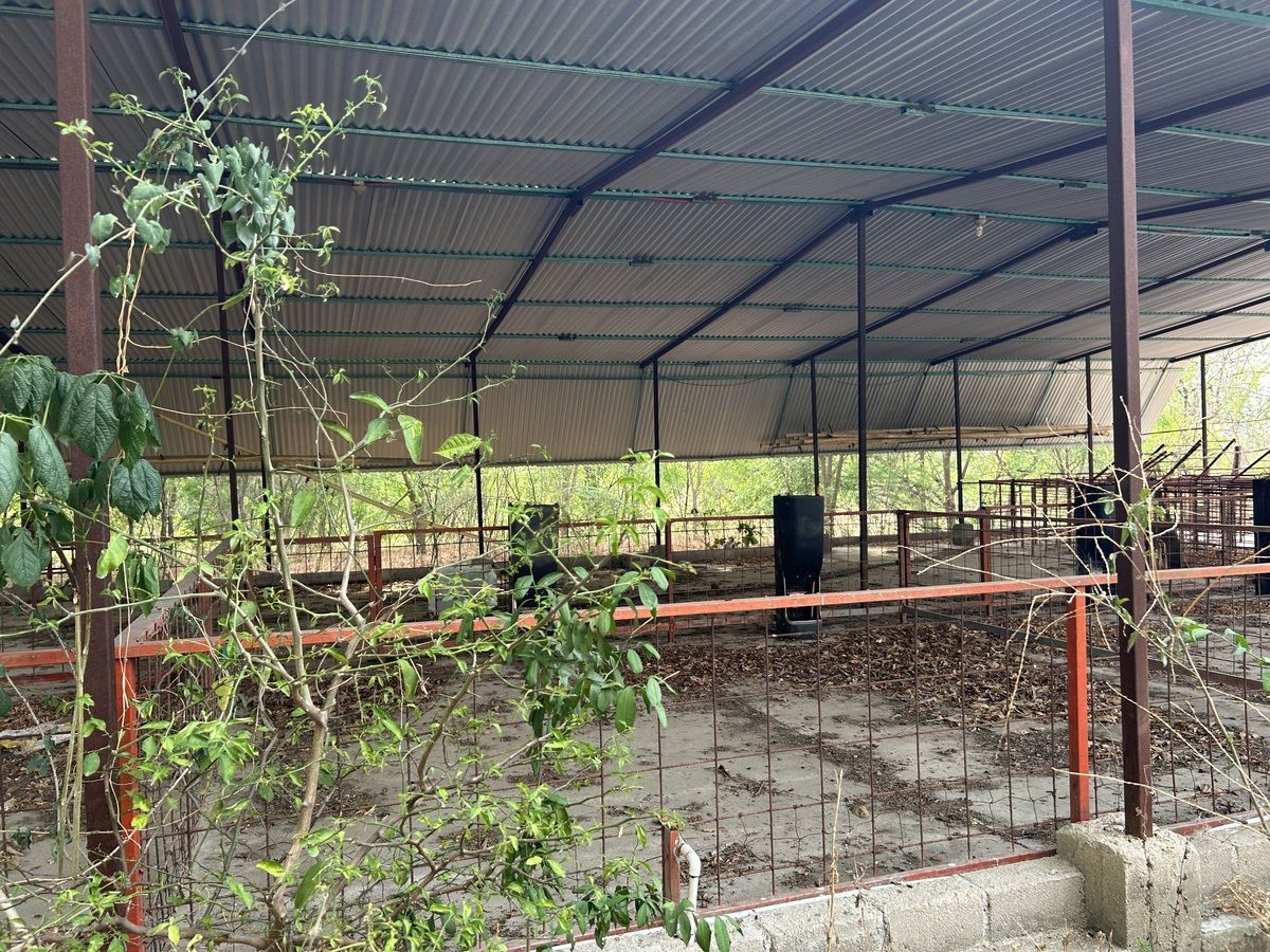 14 de 26: instalaciones para cría de cerdos