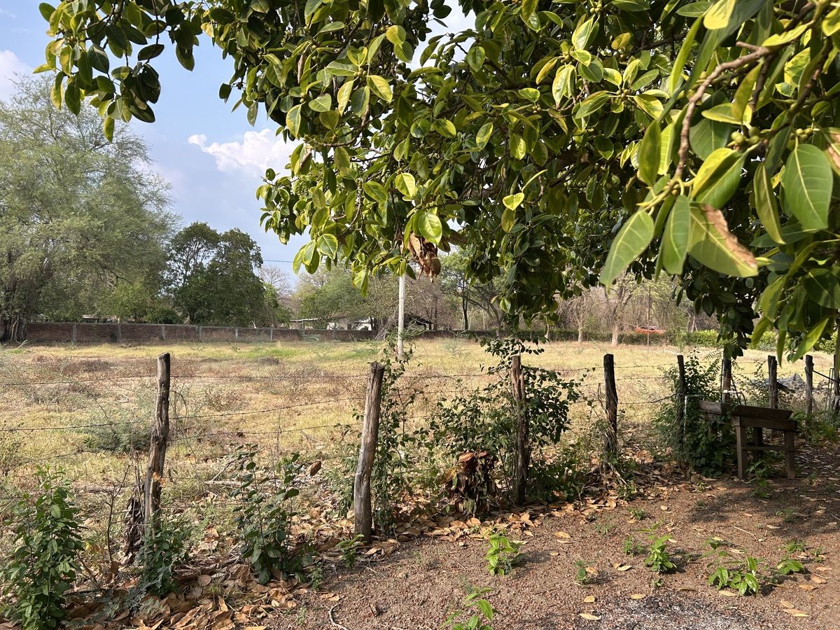 21 de 26: Zona de siembra