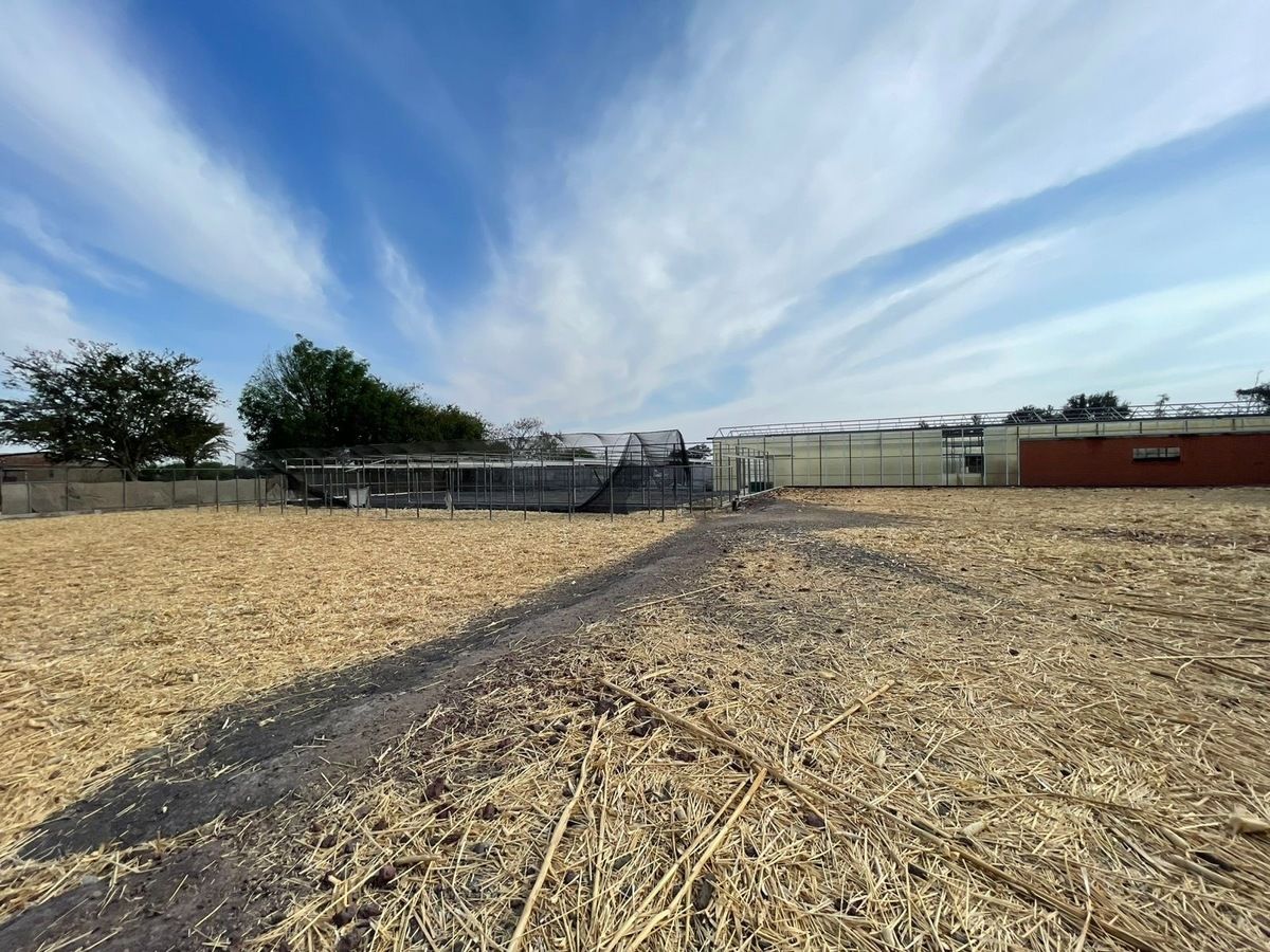 2 de 23: Rancho con Invernadero en Renta en Atequiza
