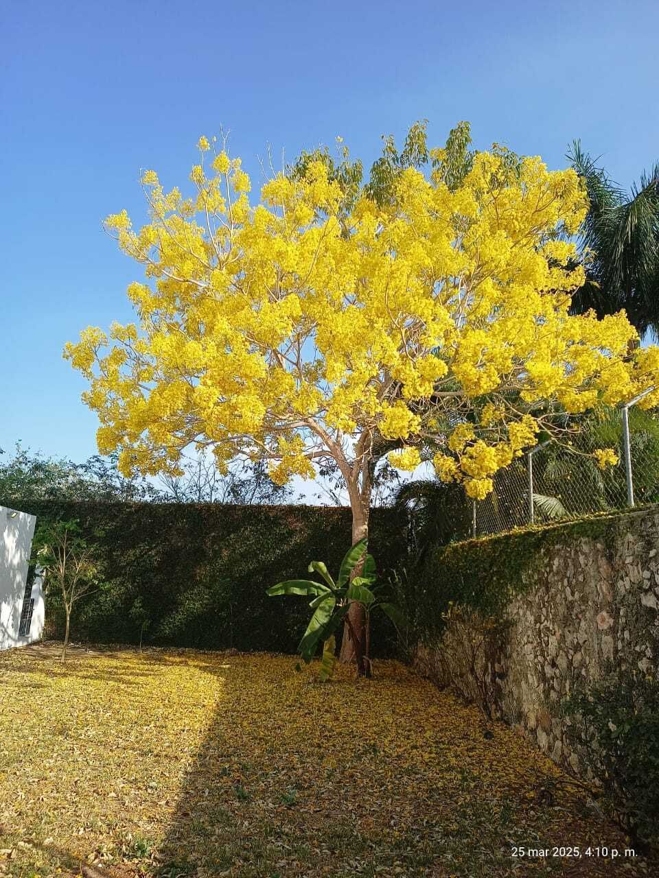5 de 29