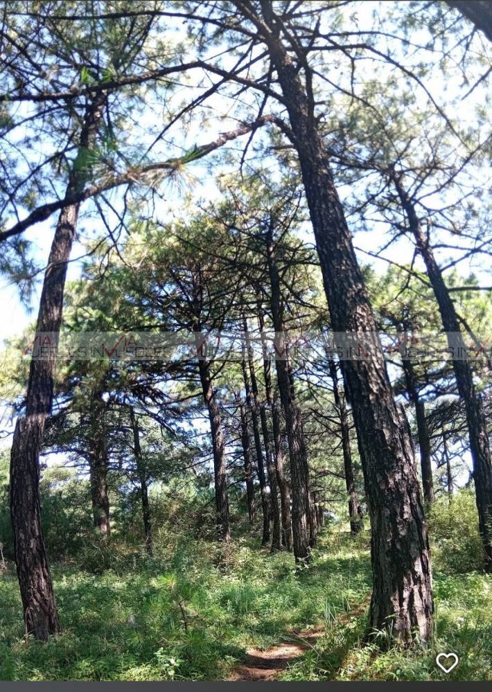 4 de 8