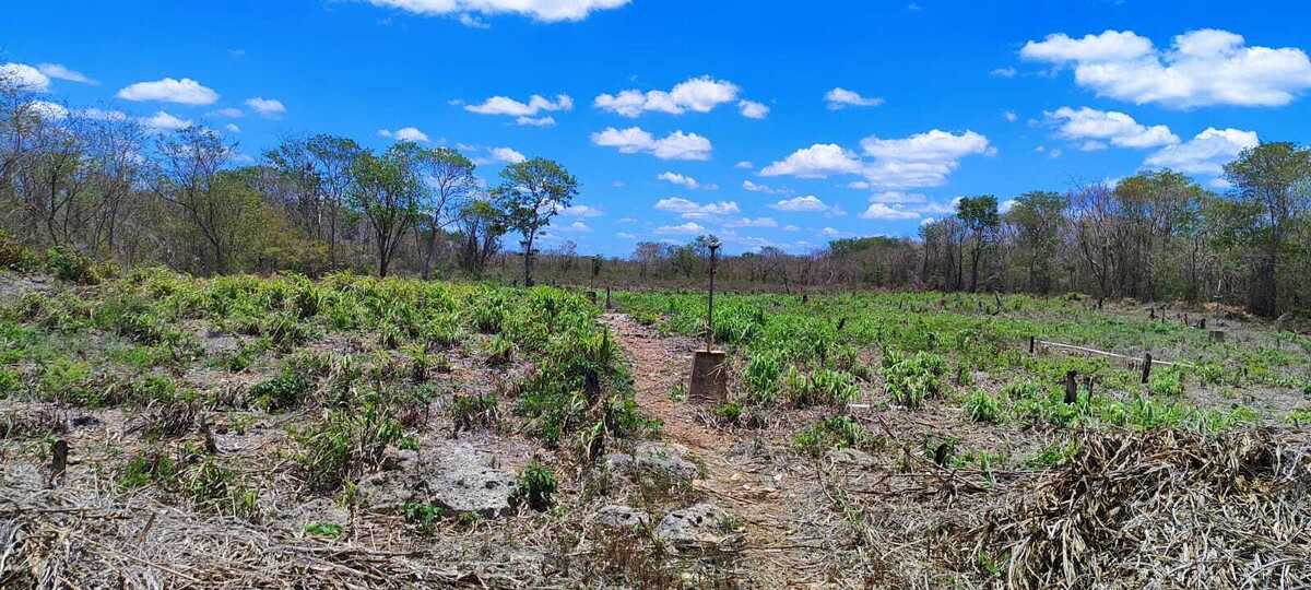 12 de 14: Terreno En Venta En Temax Yucatán