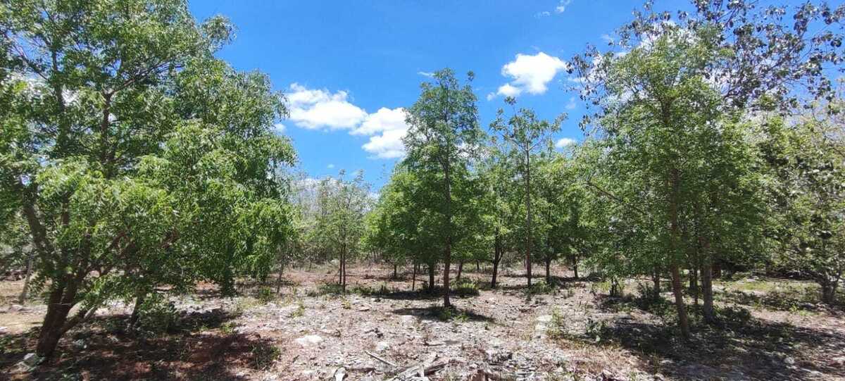 13 de 14: Terreno En Venta En Temax Yucatán