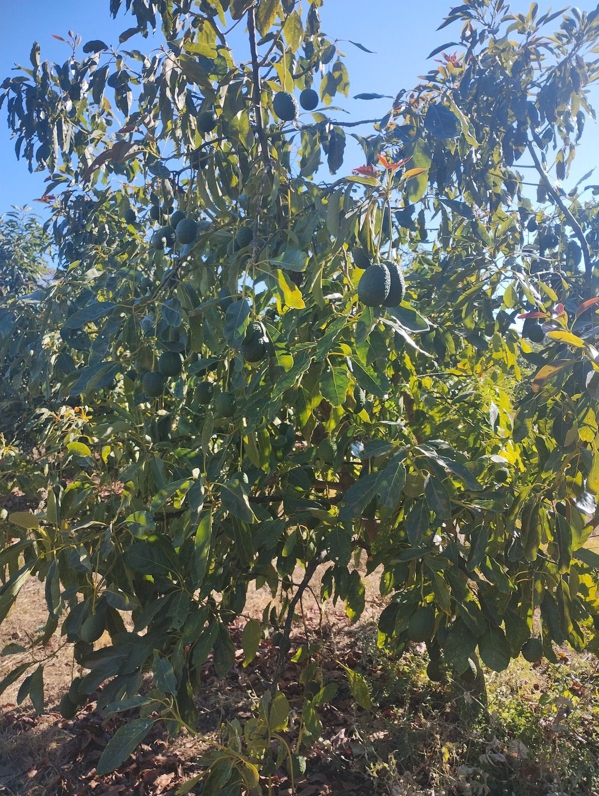 2 of 27