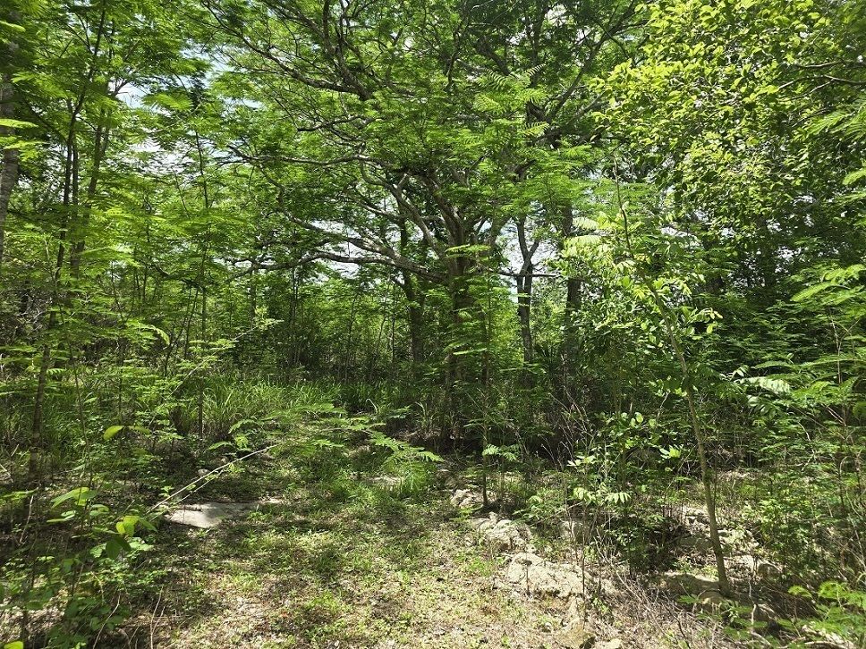 6 de 22: Selva diversa de bran altura