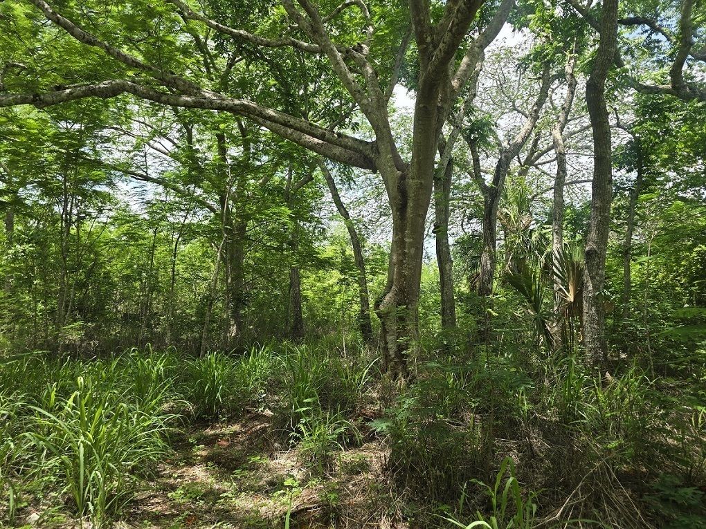 8 de 22: Arboles muy grandes