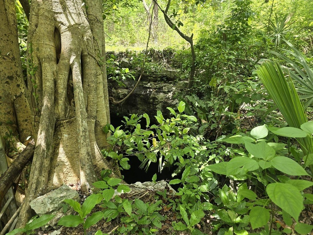 2 de 22: Otra vista del cenote, con un árbol de gran tamaño