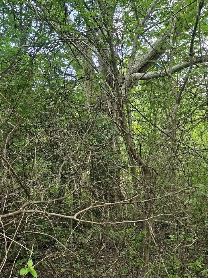 9 de 22: Al fondo se aprecia una Ceiba de gran tamaño