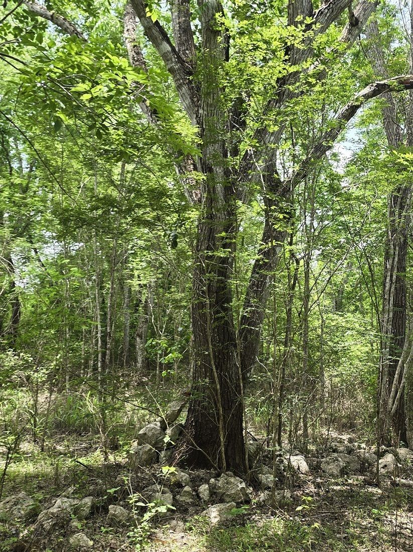 11 de 22: Mas arboles diversos