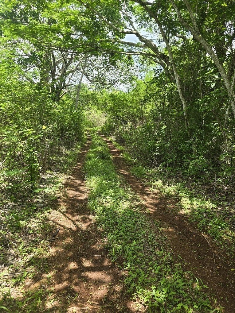 17 de 22: otra vista del camino de acceso