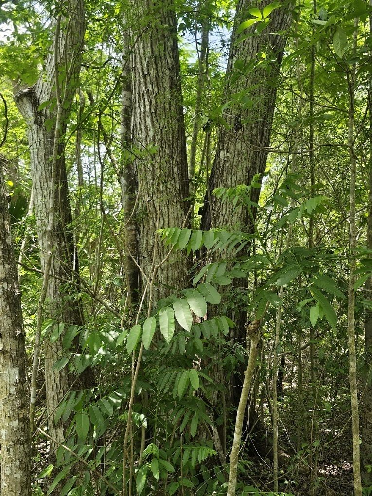 18 de 22: Hay muchos arboles de este tipo