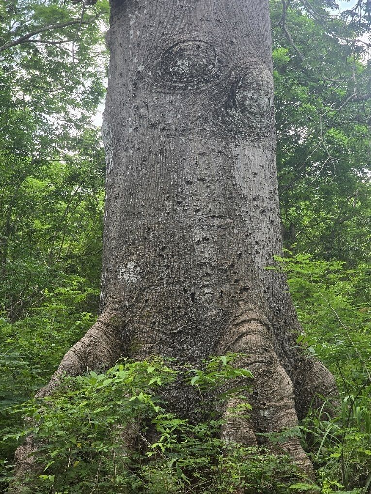21 de 22: Ceiba con muchos años de vida