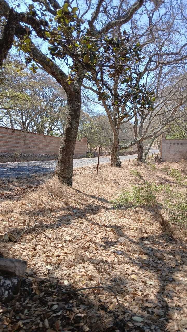 5 de 25: Cuenta con arboles de Encinos