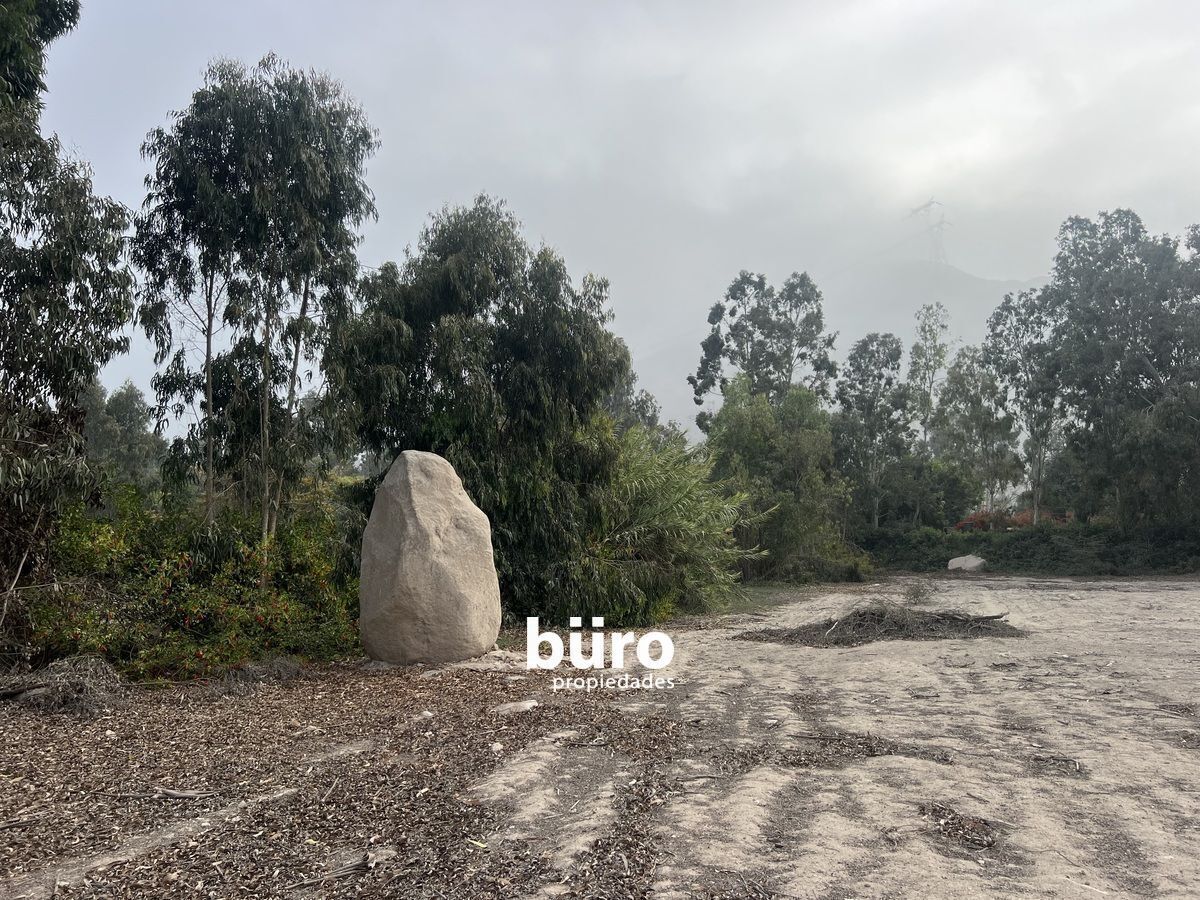 5 de 18: Rodeado de arboles