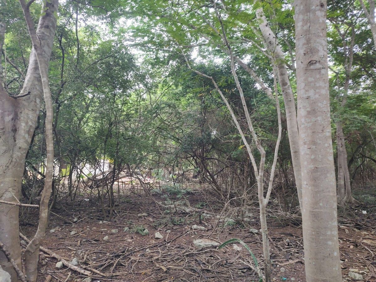 11 of 14: Interior terreno 1