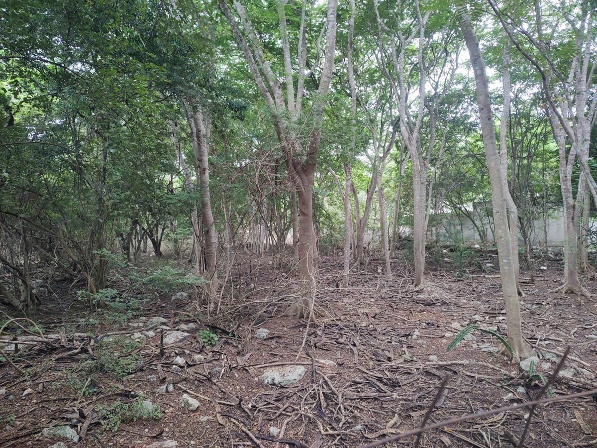 12 of 14: Interior terreno 2