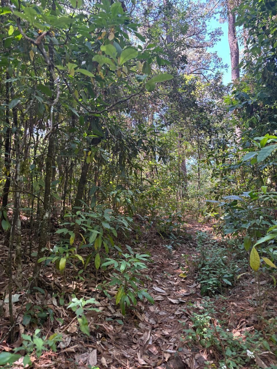 4 of 8: terreno