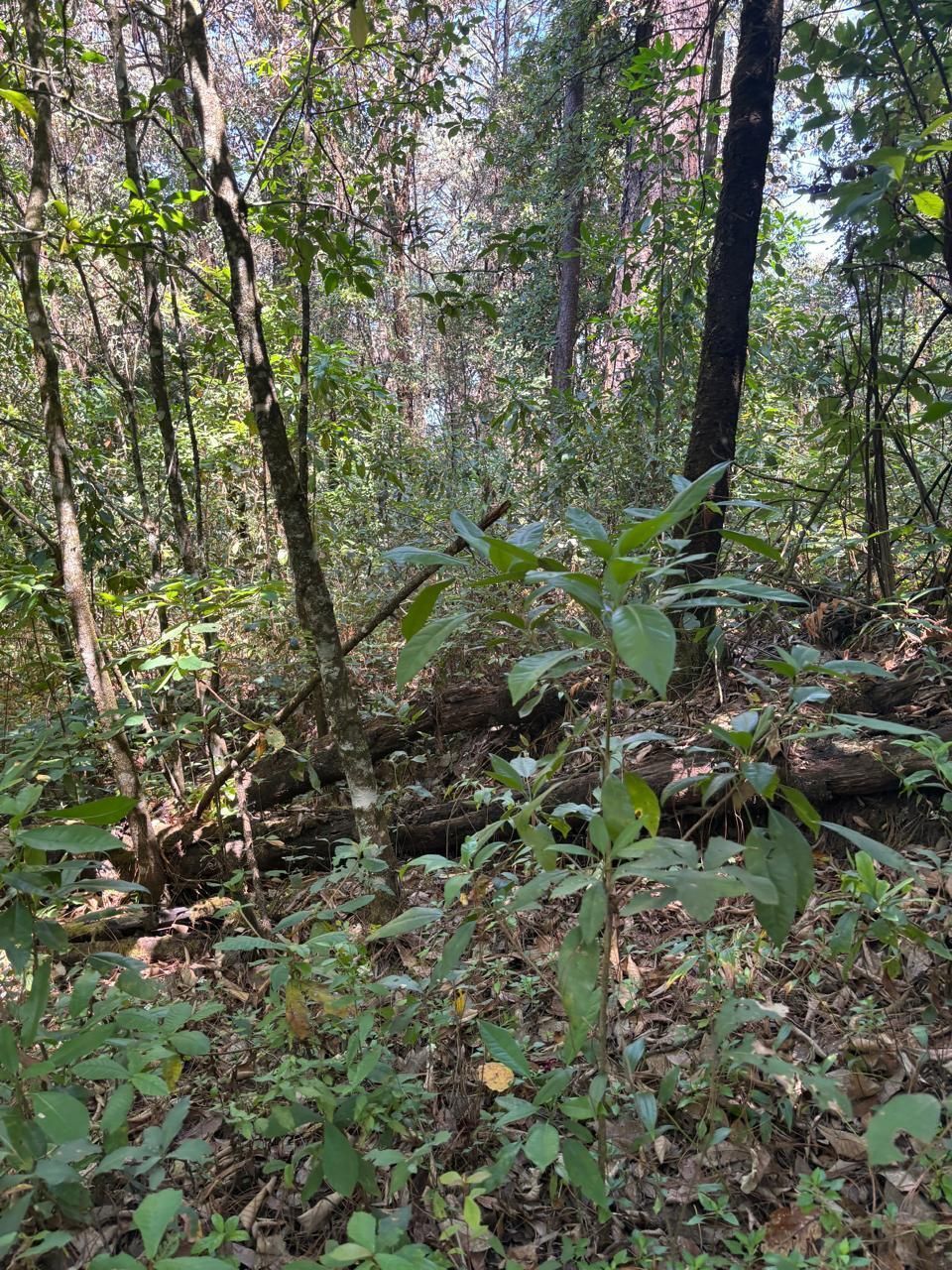 5 of 8: terreno