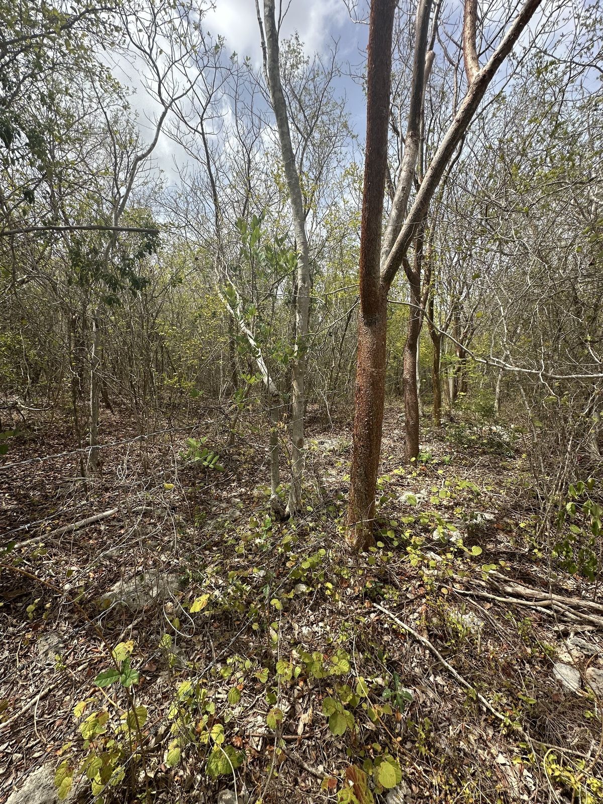 10 de 11: Terreno en venta