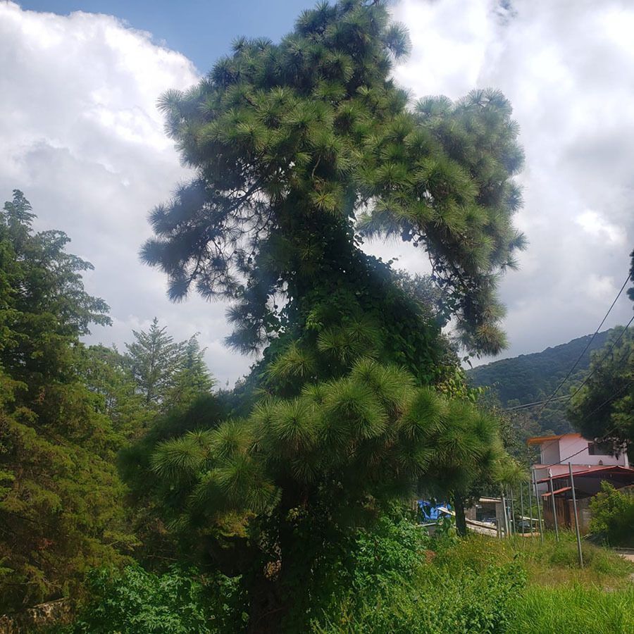3 de 12