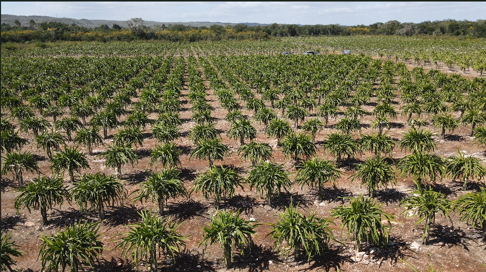 1 de 19: Terreno en Venta Merida