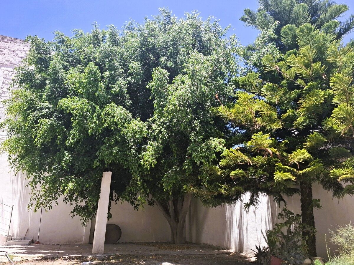 26 de 29: ARBOLES EN JARDIN