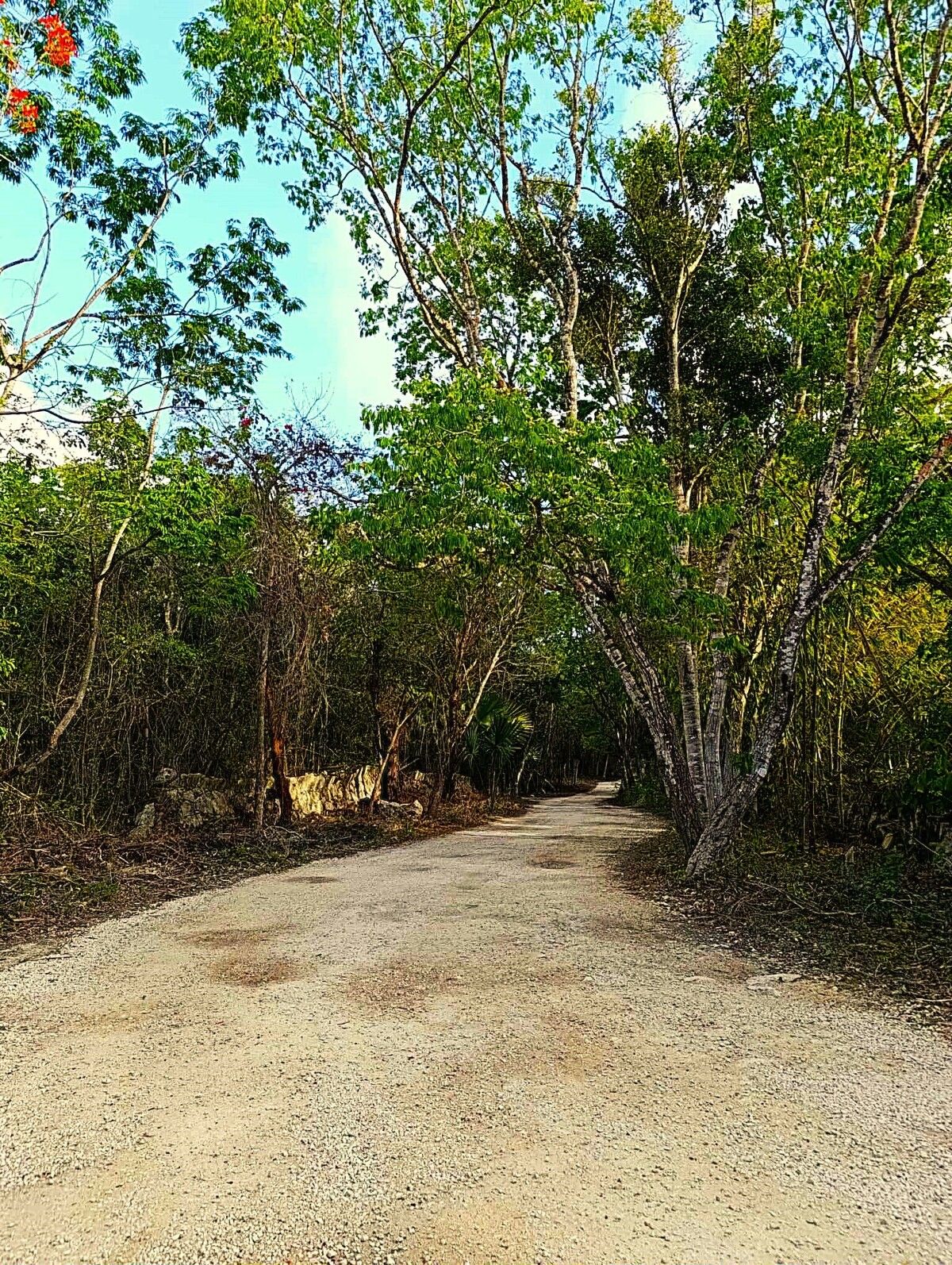 2 de 9: CAMINO DE ACCESO