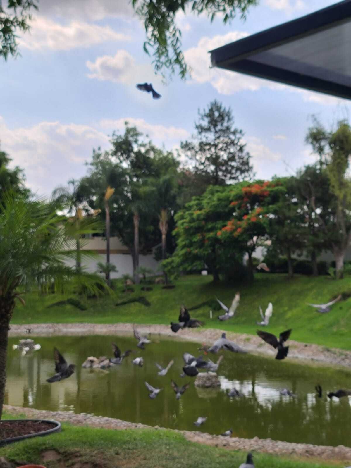 29 de 31