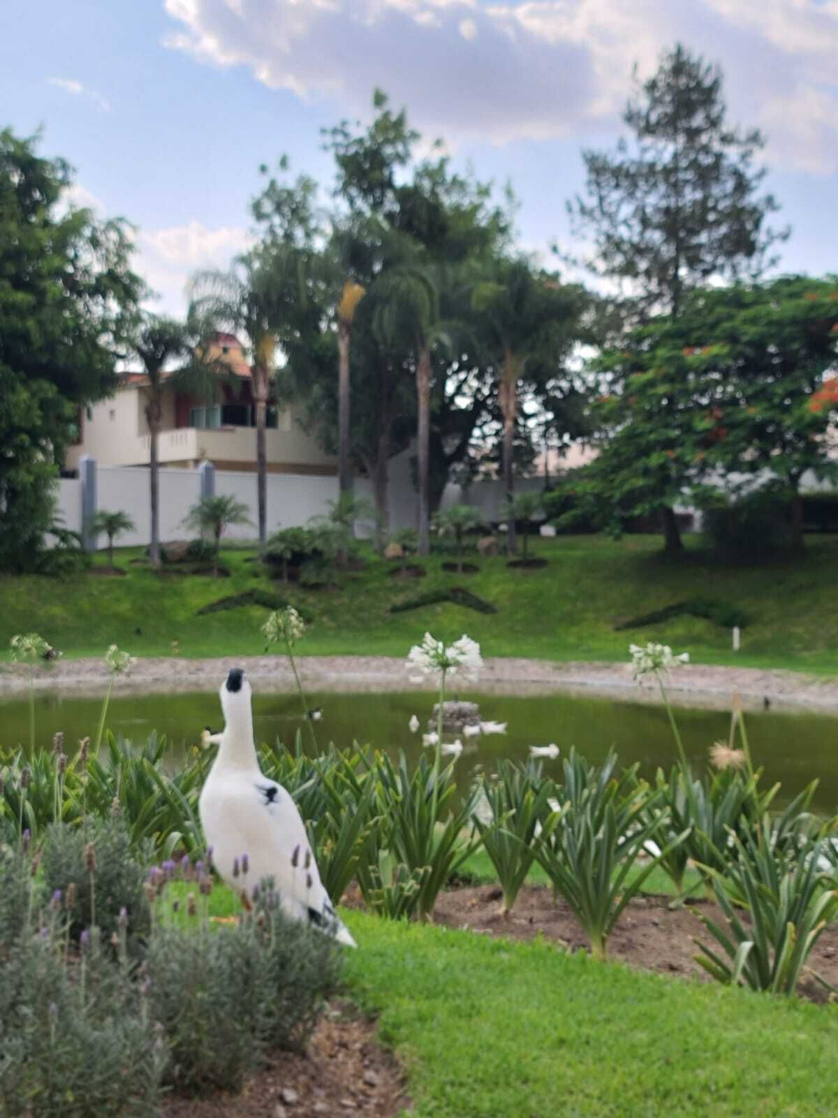 LAGO CON PATOS, foto 30 de 31