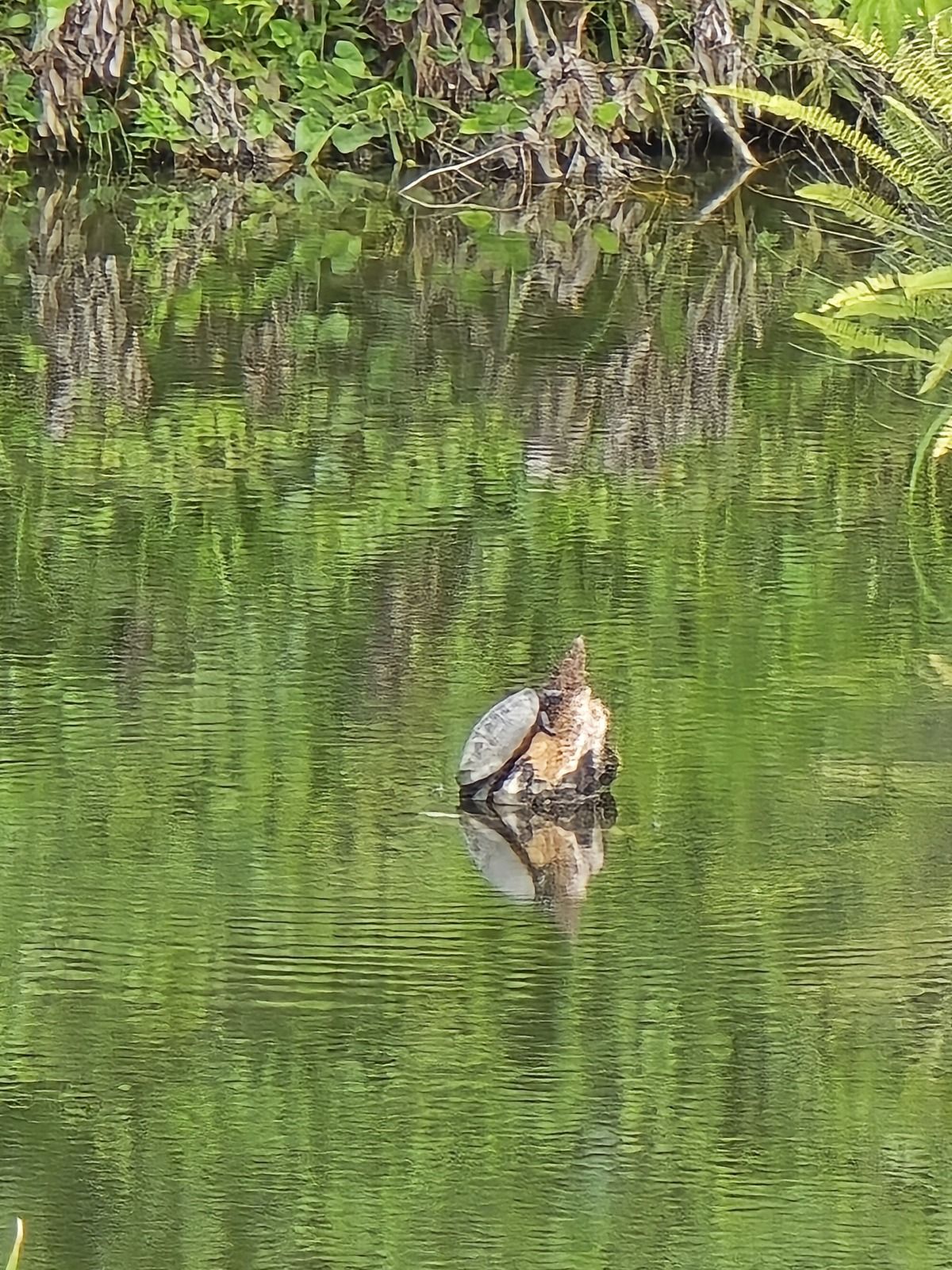 3 de 7: Tortuga en uno de los lagos