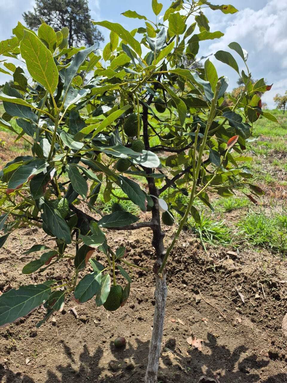 Arbol de aguacate HASS