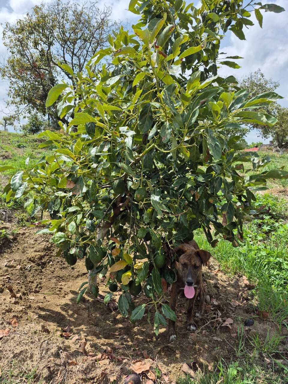 Arbol de aguacate HASS