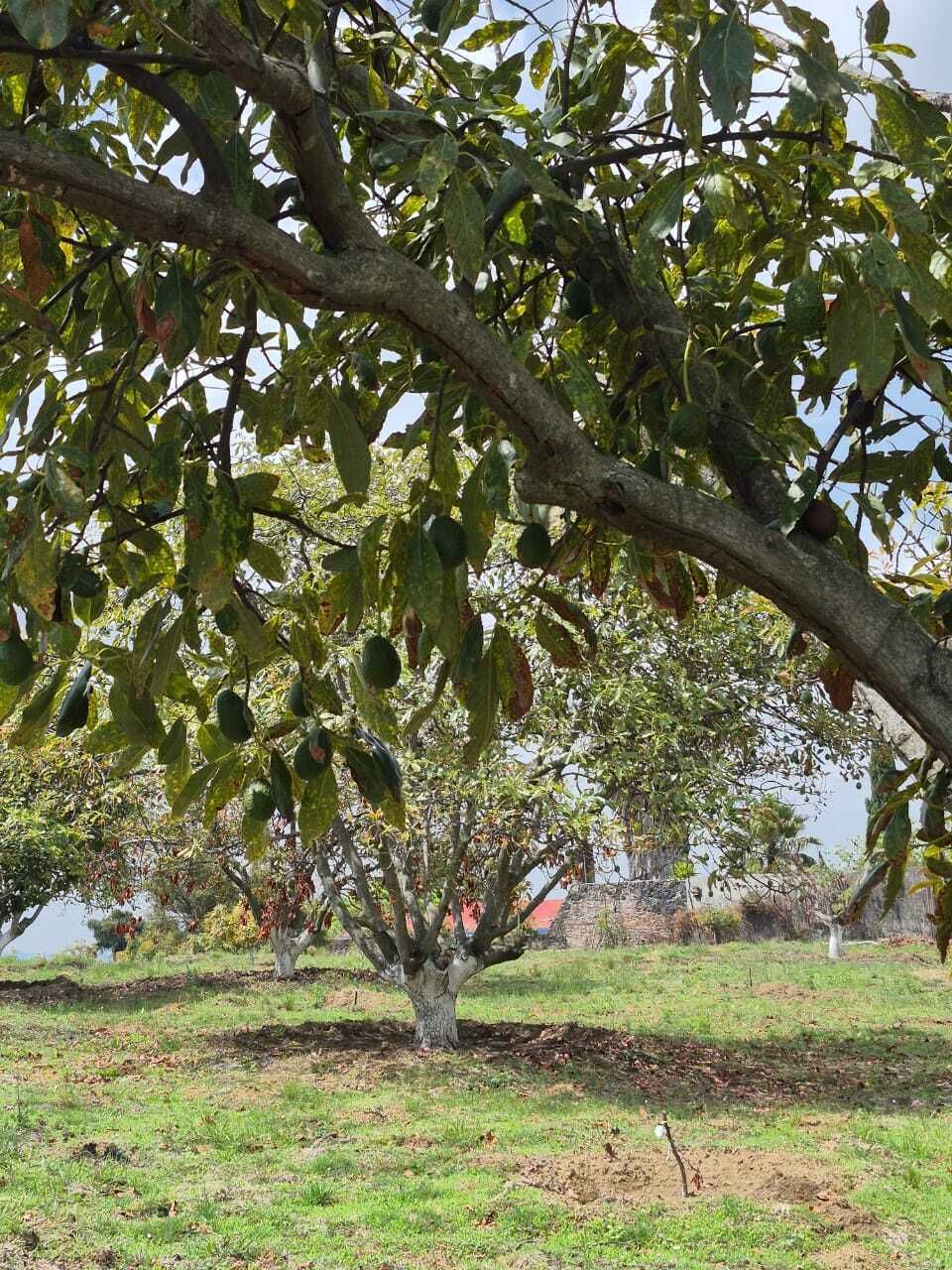 Arbol de aguacate HASS