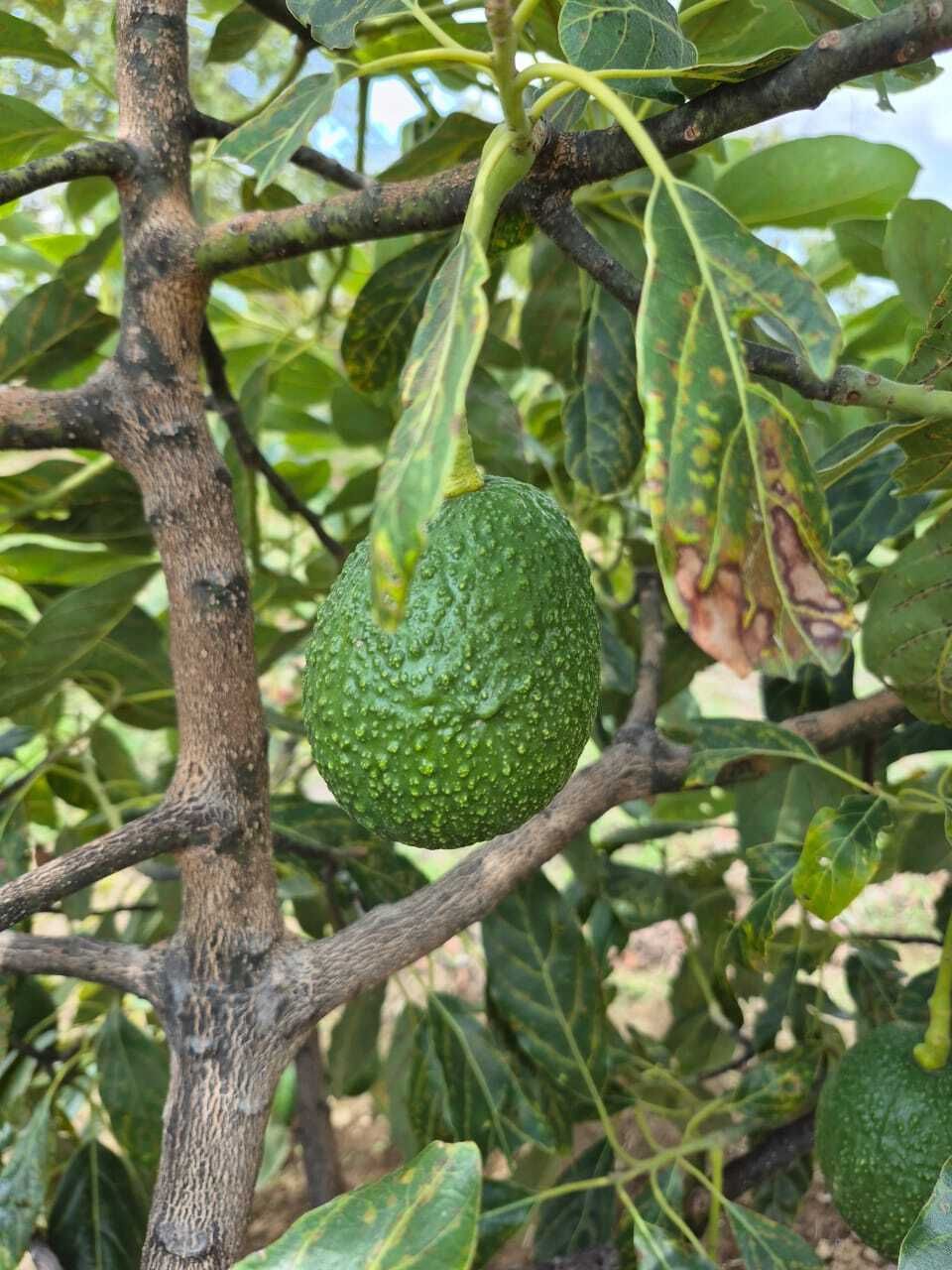 Arbol de aguacate HASS