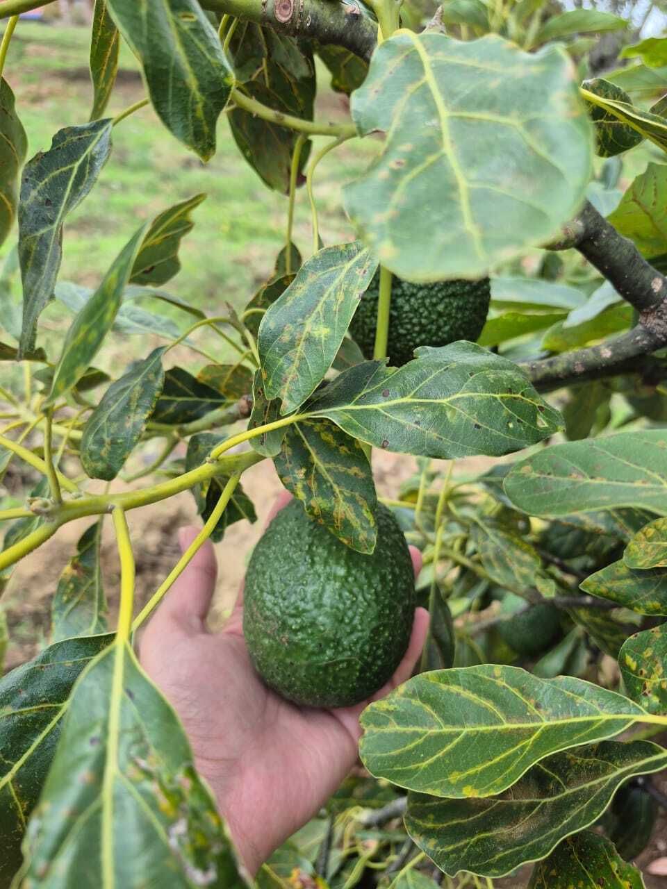 Arbol de aguacate HASS