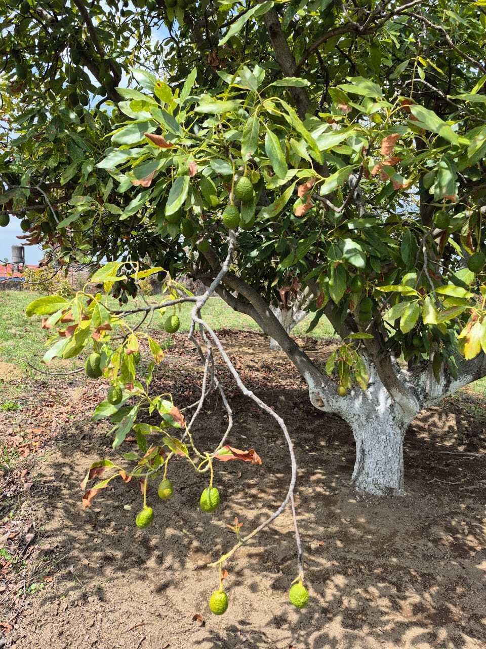 Arbol de aguacate HASS