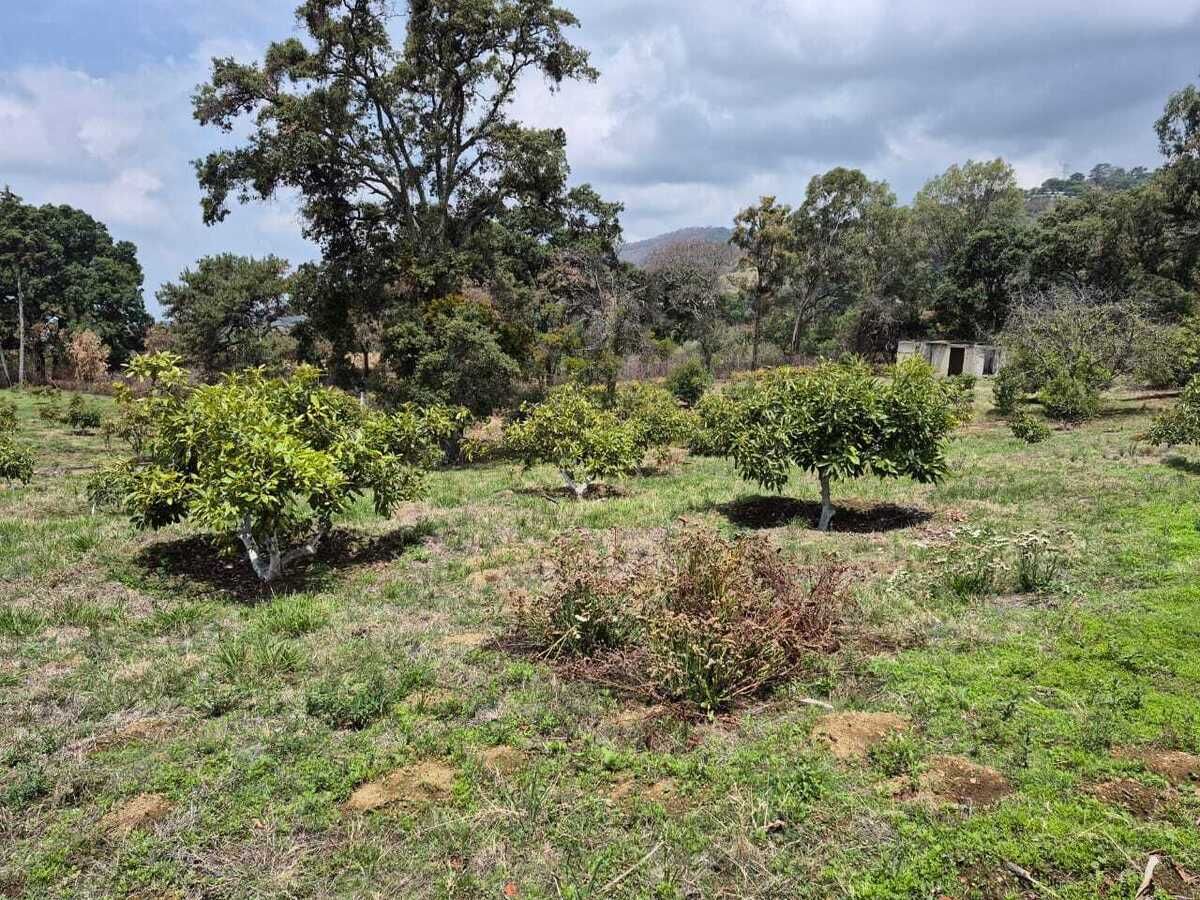 11 de 44: Arbol de aguacate HASS