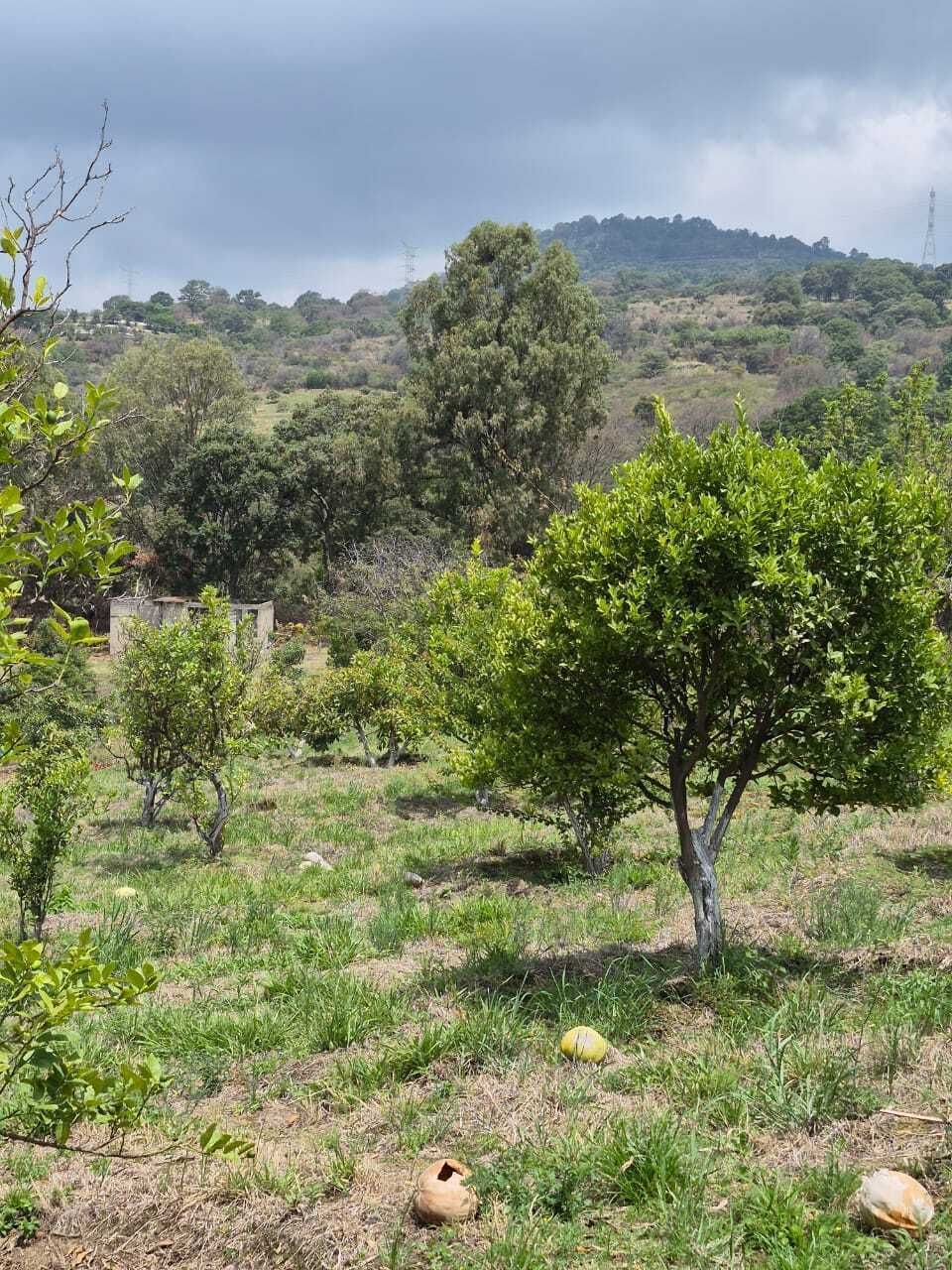13 de 44: Arbol de limón persa