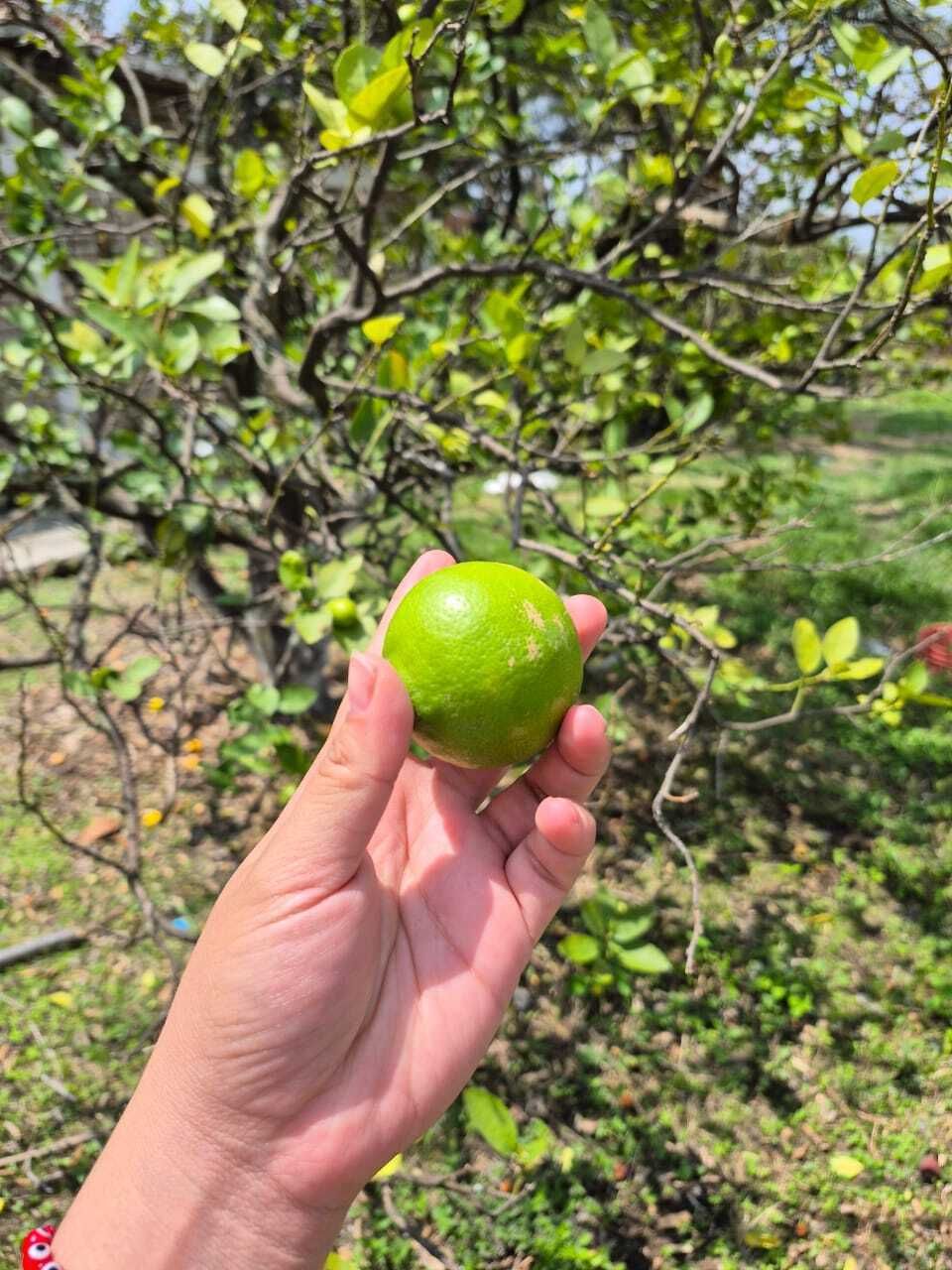 14 de 44: Arbol de limón persa