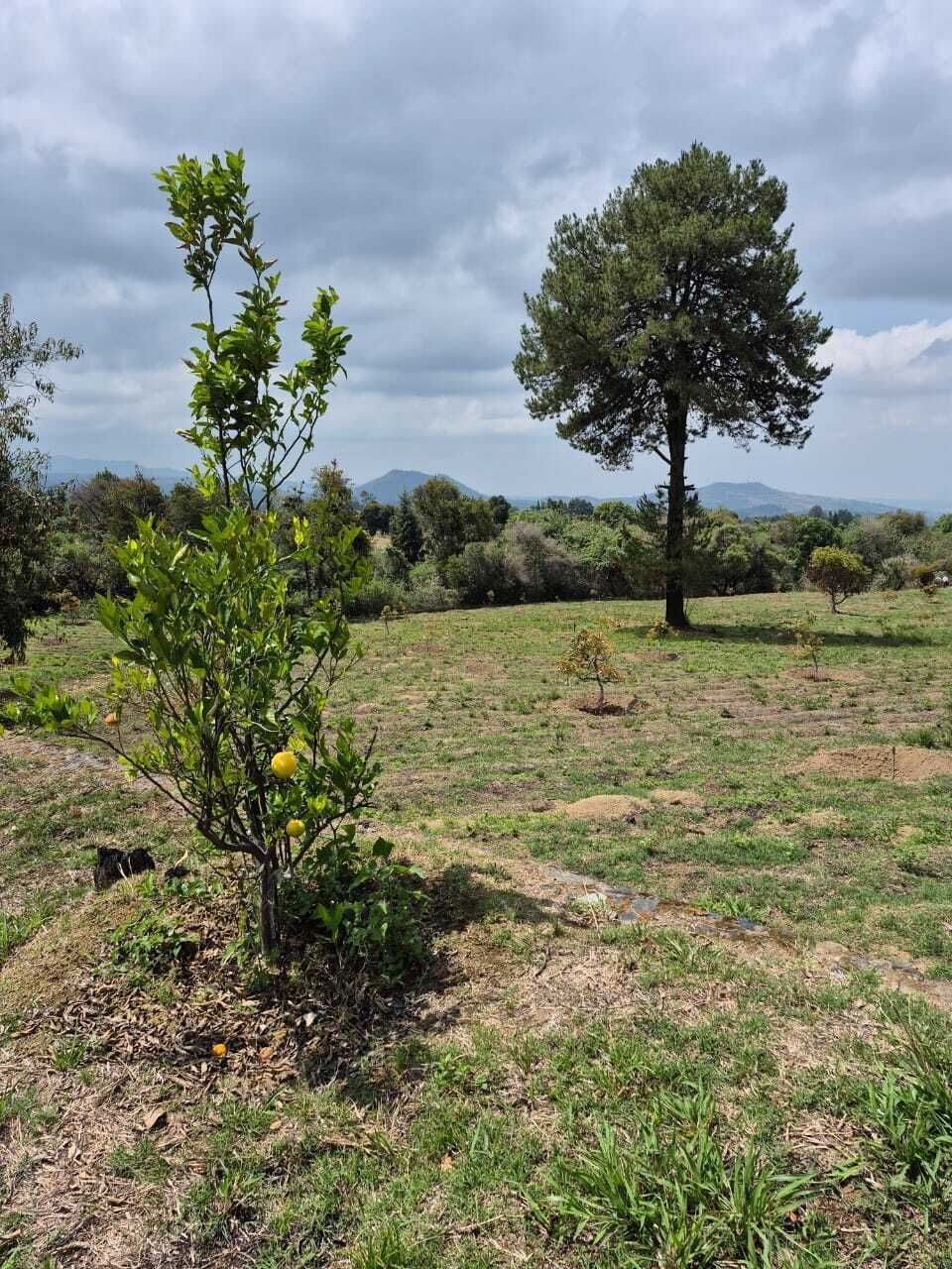 17 de 44: Arbol frutal