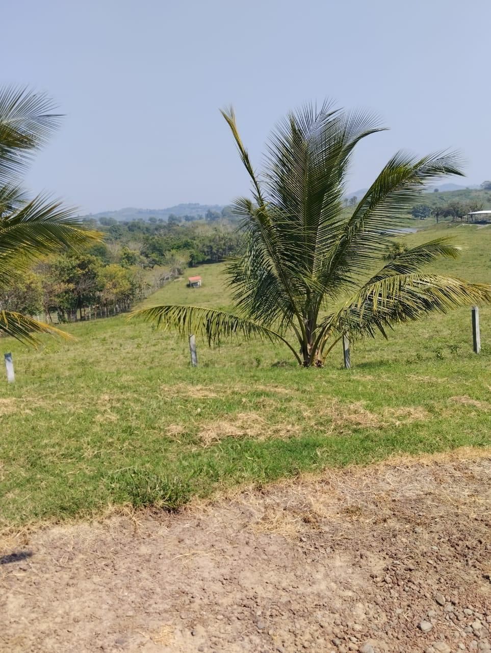 🐄🌿 En Venta: Impresionante Rancho de 100 Hectáreas en Tuxpan, Veracruz 🌿🐄 - foto 2