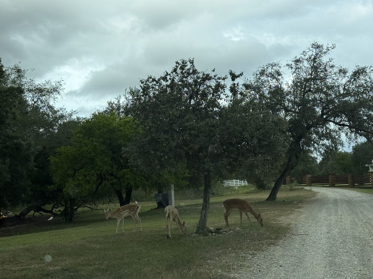 Country House in Mil Encinos, Montemorelos, photo 24 of 24