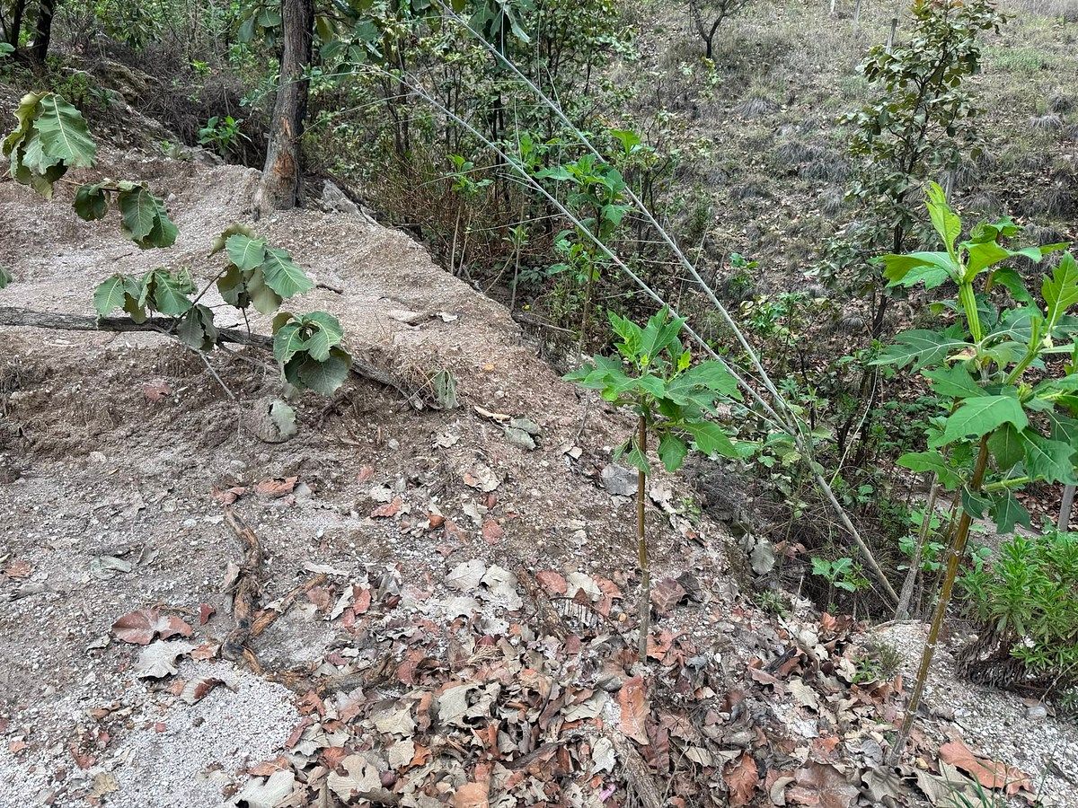 Terreno en El Palomar Secc Bosques, Tlajomulco de Zúñiga, foto 11 de 11