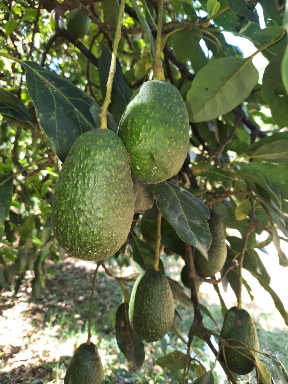 2 de 25