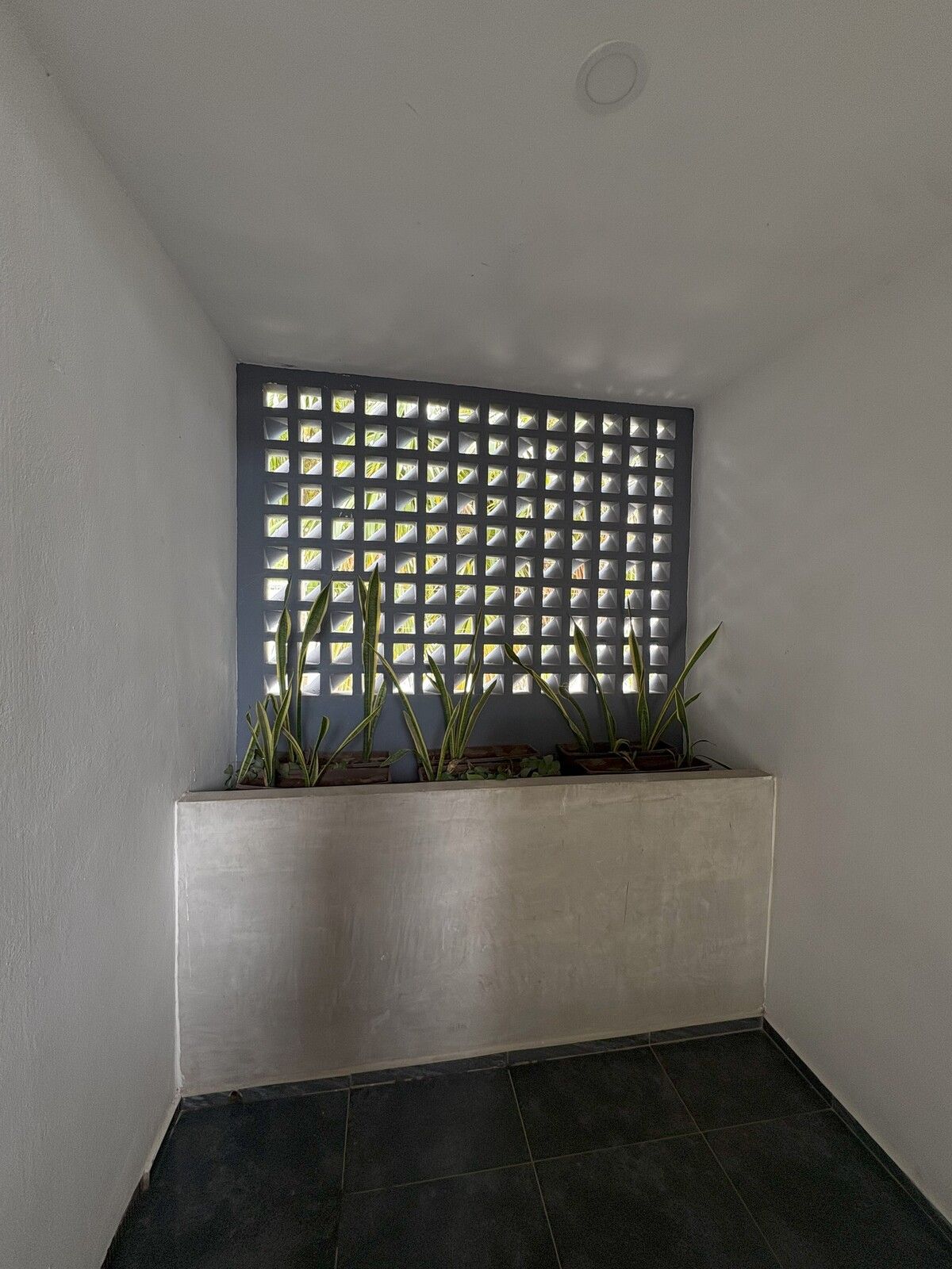 29 de 33: Plantas decorativas exterior-área común