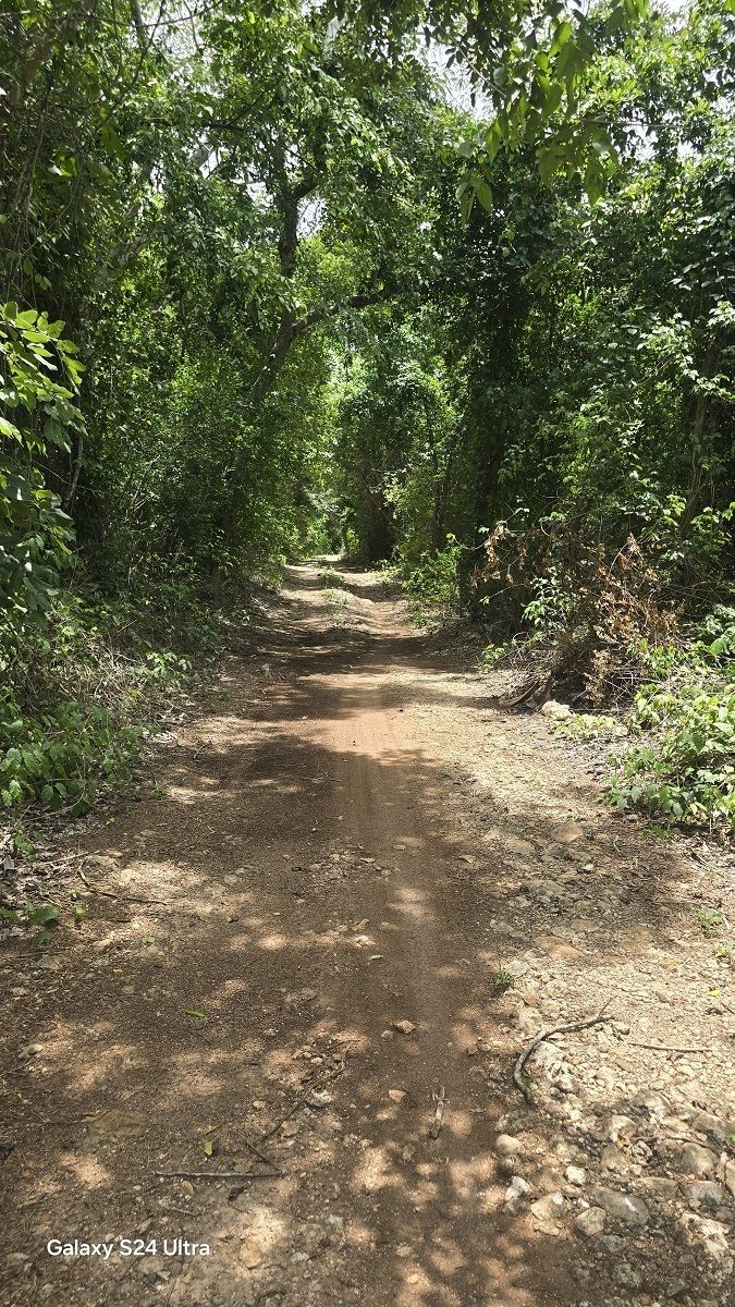 9 de 19: Parte del camino de acceso
